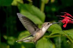 Female Ruby Throated Hummingbird