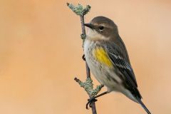 Female Yellow-Rumped Warbler