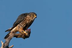 Merlin