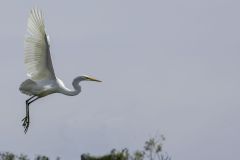 Ardea Alba the Great Egret