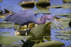 Feeling Peckish