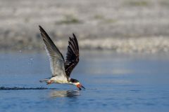 Black Skimmer Skimming for Fish