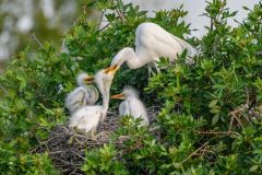 Great Egret Female Feeding Her Chick