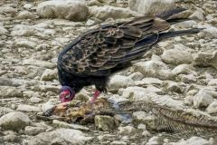 Turkey Vulture Snack Time