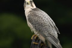 Lanner Falcon