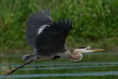 Blue Heron Takes Flight