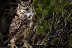 Great Horned Owl