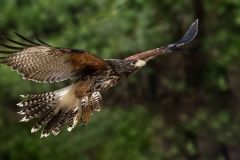 Red Tail Hawk