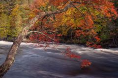 Fall Colour