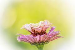 Zinnia