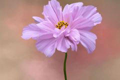 Dancing Petticoats Cosmos