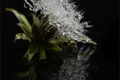 The Enchanted Flower