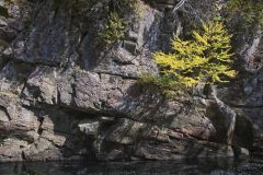Clinging to Granite