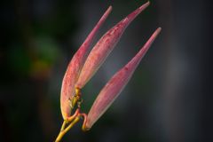 Seed Pods