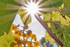 Grapes on the Vine