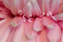 Cotton Candy Close Up