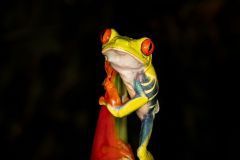 thumbs_202324C2-N-244-S-Red_eyed_frog