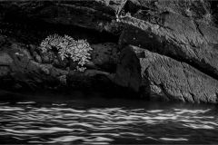 Oxtongue Shoreline