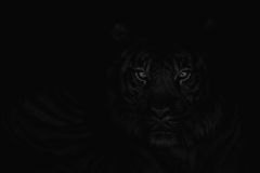 Night Stalker