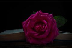 A Rose Marks the Page