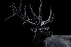Bull Elk in His Prime