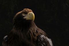 Eagle Eye