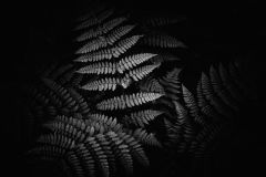 In the Depth of the Forest
