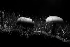 On the Forest Floor