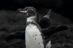 Galapagos Penguin