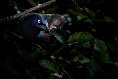 Blackbird Singing in the Dead of Night