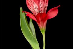 Alstroemeria