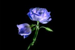Moody Blues