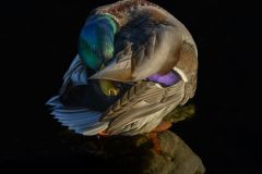 Mallard Tucked In