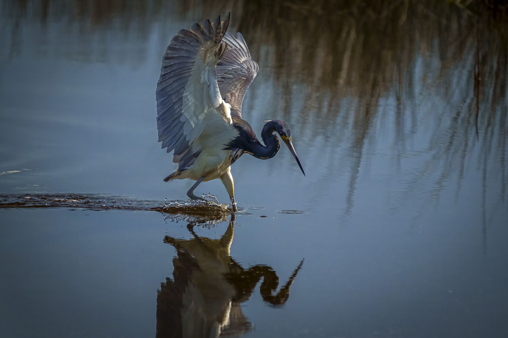 Three Colored Heron