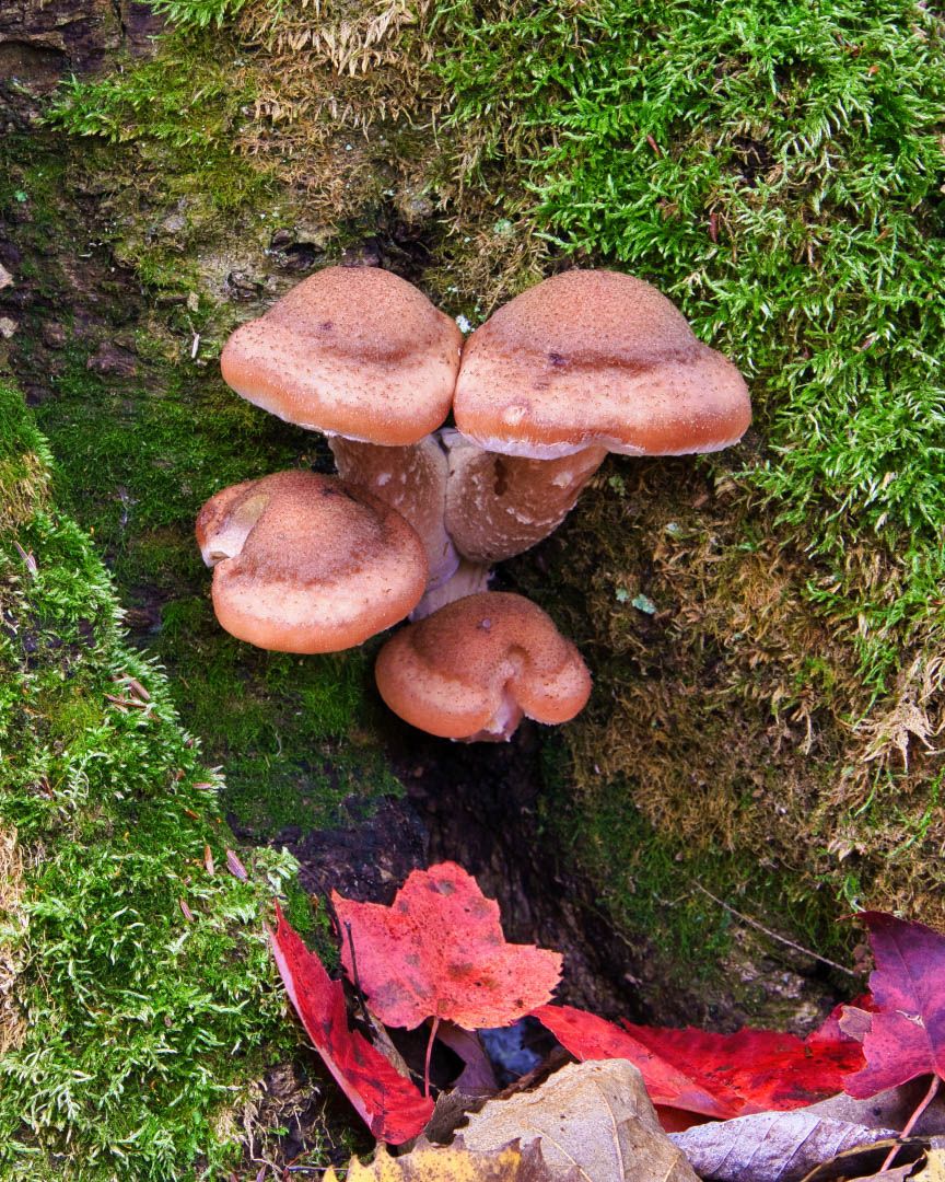 Mushrooms with Fall Colours