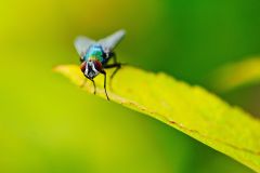 Bluebottle Fly