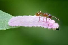 Ant Predating Moth Larva