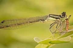 Male Eastern Forktail Damselfly with Prey