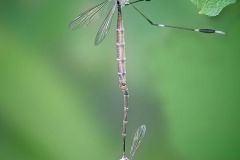 Phantom Crane Flies Mating
