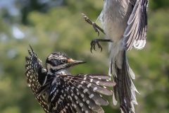 Hairy Woodpecker and Bluejay