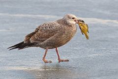 Herring Gull with Catch