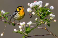 Blackburnian Warbler