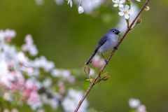 Blue Headed Vireo