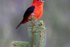 Scarlet Tanager