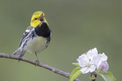 Black Throated Green Warbler