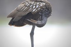 Limpkin