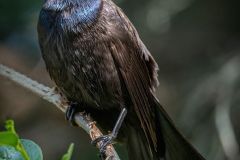 Grackle
