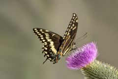 Black Swallowtail Drawing Nectar
