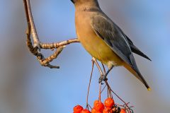 Cedar Waxwing