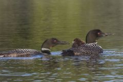 Common Loon Family